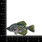 Crappie, Realistic Freshwater Fish, Embroidered, Iron on Patch